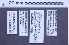 Etiketten zu Agrypnus longicornis (NHMW-ZOO-COL-0008110)